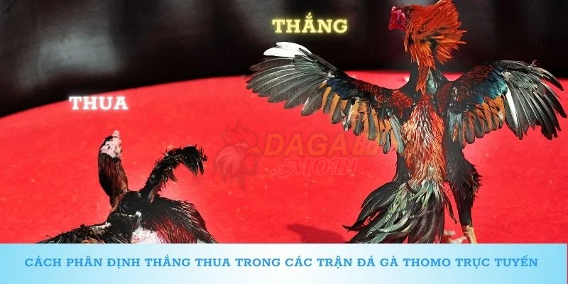 Cách phân định thắng thua trong các trận đá gà Thomo trực tuyến