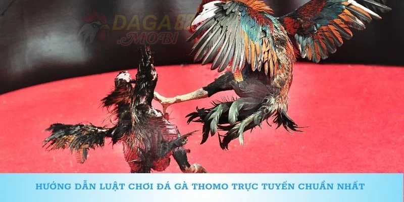 Hướng dẫn luật chơi đá gà Thomo trực tuyến chuẩn nhất