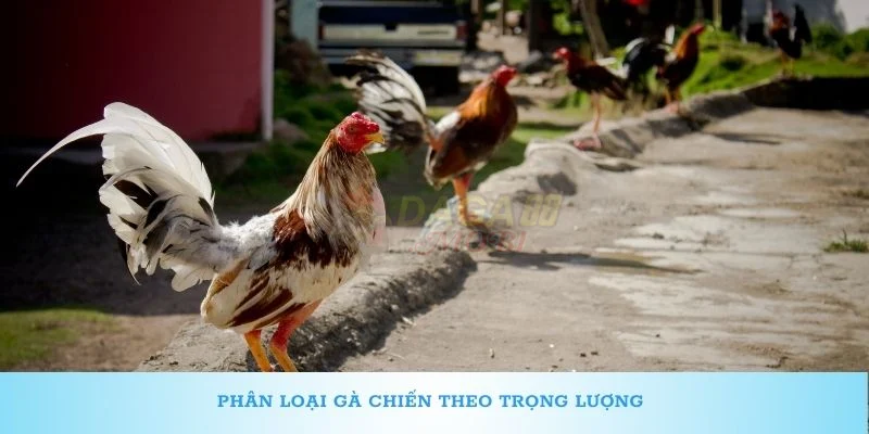 Phân loại gà chiến theo trọng lượng