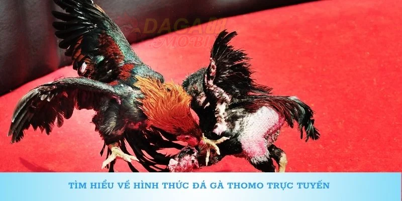 Tìm hiểu về hình thức đá gà Thomo trực tuyến