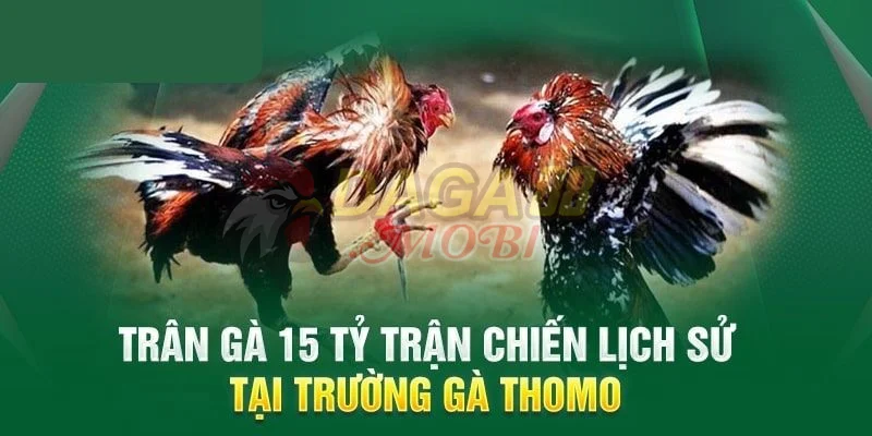 Tổng quan về trận gà 15 tỷ