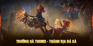 Trường gà Thomo mới nhất 2024