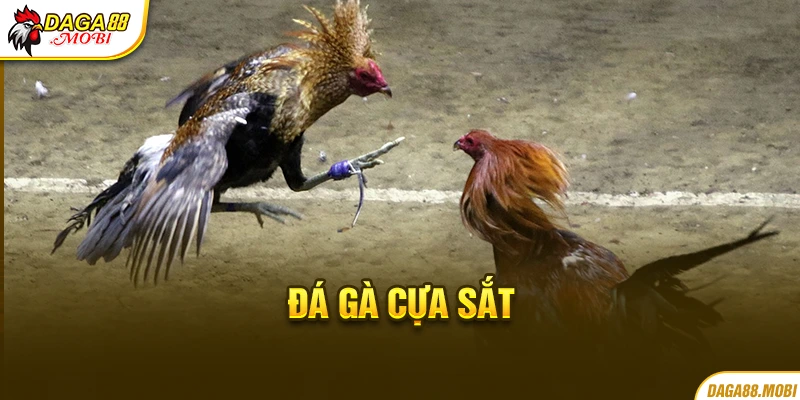 Đá gà cựa sắt