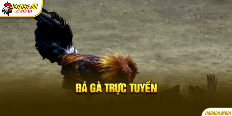 Đá gà trực tuyến