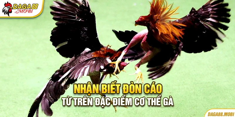 Cách nhận biết đòn cáo dựa trên đặc điểm cơ thể