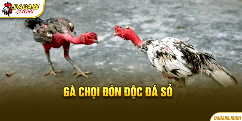 Thế gà chọi đòn độc đá sỏ của chiến kê