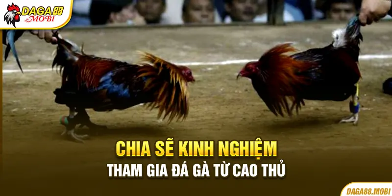 Chia sẽ kinh nghiệm tham gia đá gà cựa dao mỹ từ cao thủ