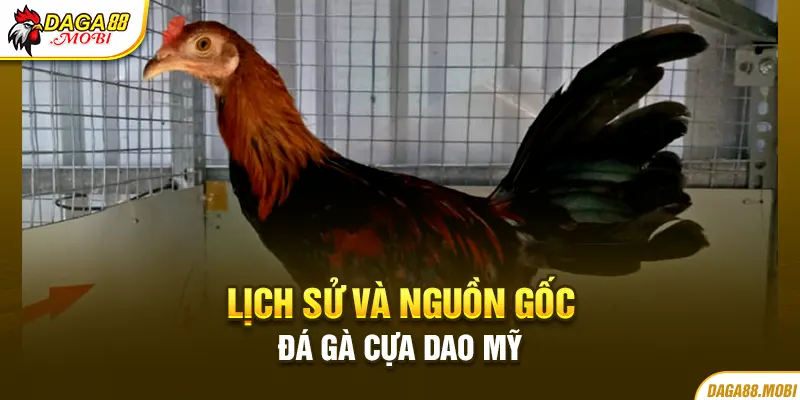 Lịch sử và nguồn gốc của Đá gà cựa dao Mỹ