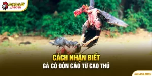 Tìm hiểu chung về gà có đòn cáo