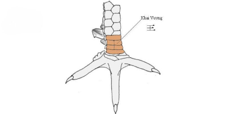 Giới thiệu khái quát về vảy gà khai vương