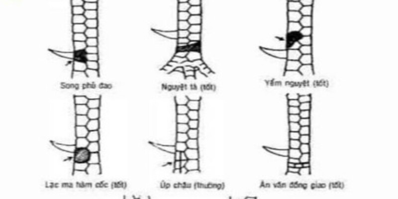 Các loại vảy gà án thiên khác cần biết