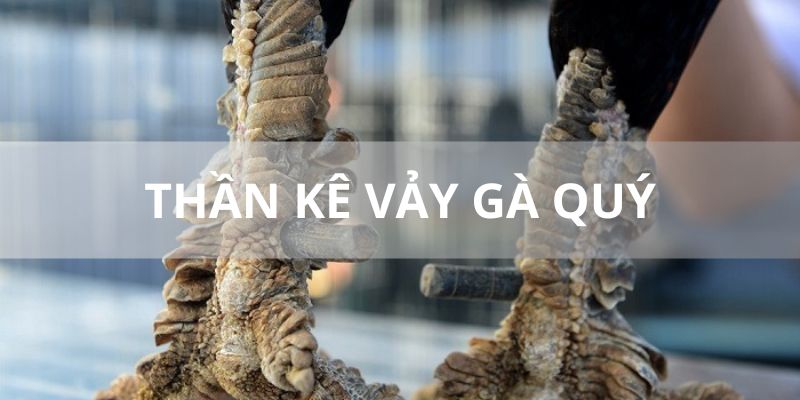 Tìm hiểu chi tiết về thần kê sở hữu vảy gà quý