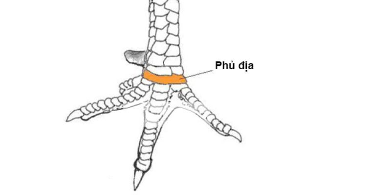 Hình ảnh vảy gà Đại Giáp hiếm gặp