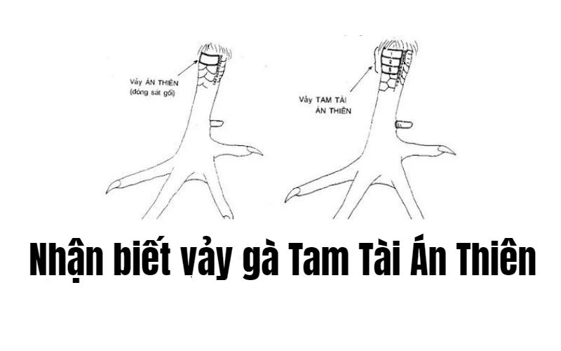 Vảy tam tài án thiên đầy quý hiếm