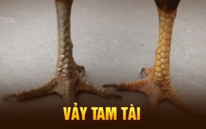 Vảy gà tam tài