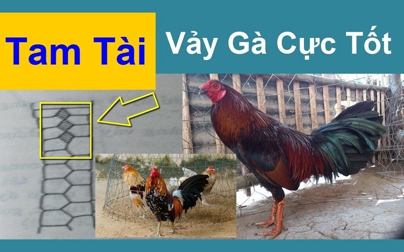 Xem vảy gà tam tài để nghiên cứu và đánh giá 