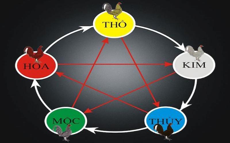 Xem màu mạng gà đá dựa trên quy luật Ngũ hành