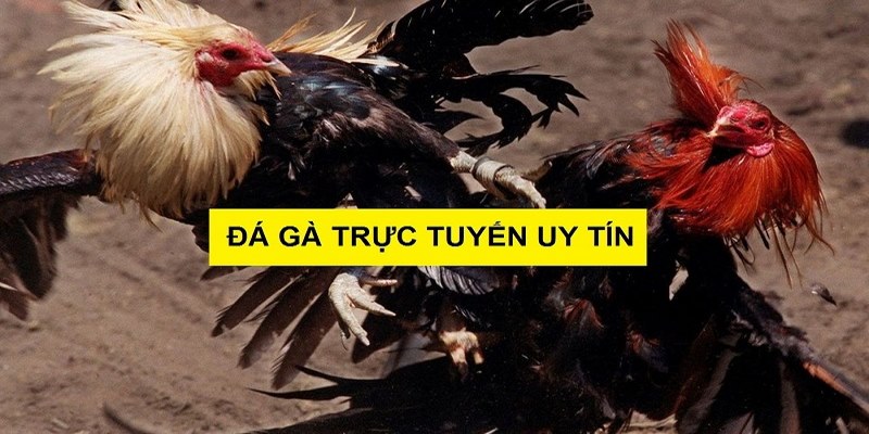 Yếu tố đánh giá trang đá gà uy tín