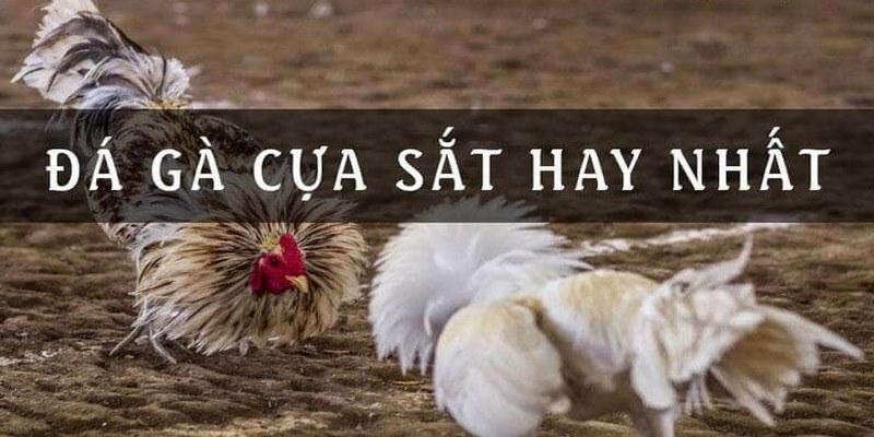 Hiểu rõ về quy định đặt cược đá gà cựa sắt