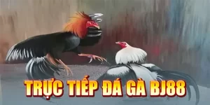 Đá Gà Trực Tiếp BJ88